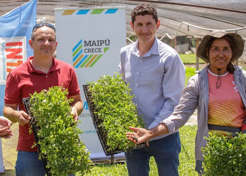 Maipú producción 1