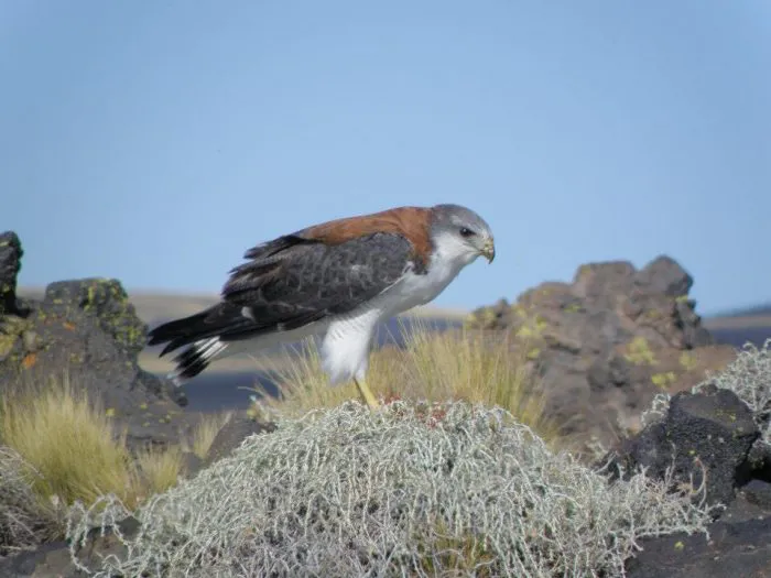 AGUILUCHO-Buteo-polyosoma-1-700x525
