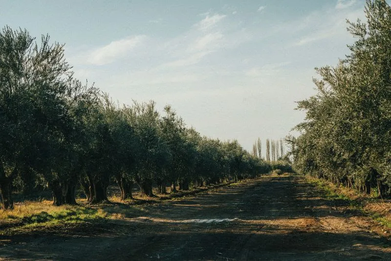 olivicola 2