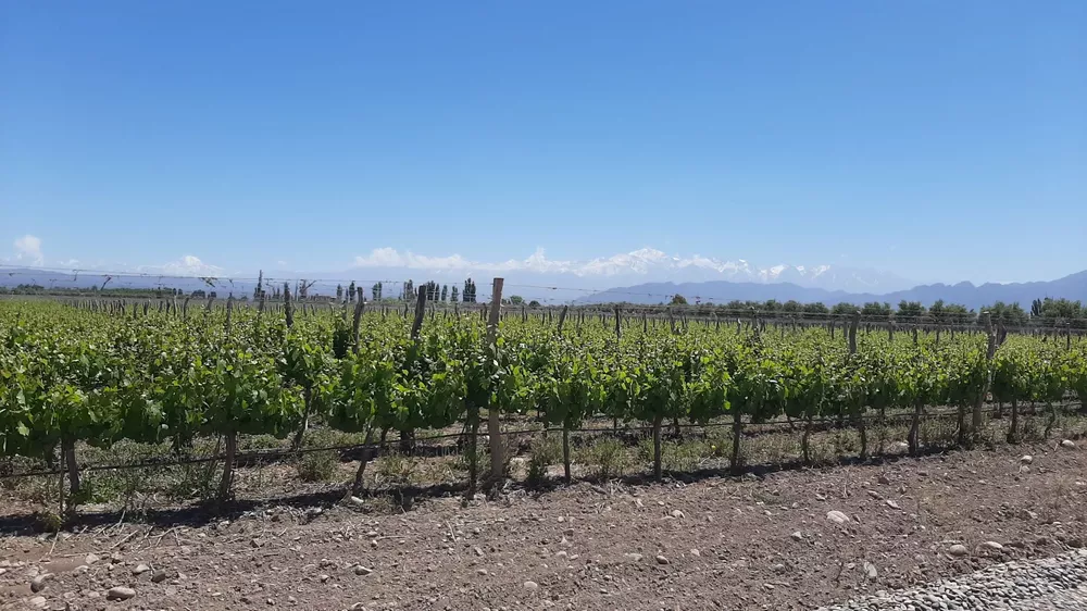 viñedos_montaña