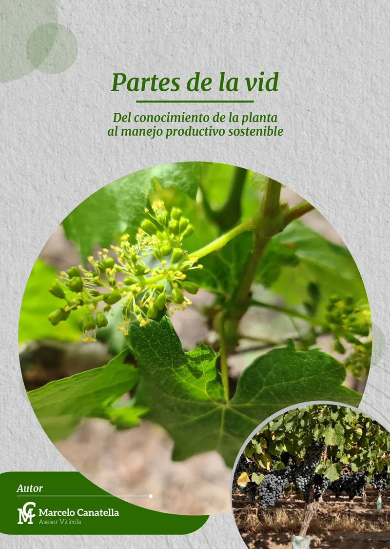 Partes de la vid TAPA