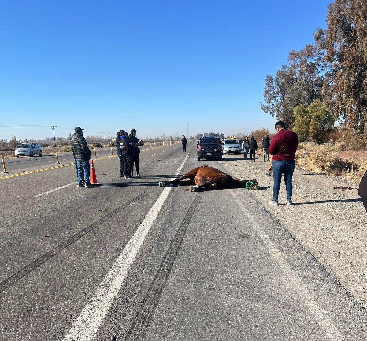 SJ accidente muerto caballo