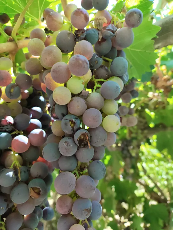 ffa917c7-59ce-4df2-876e-b543b7ee7227