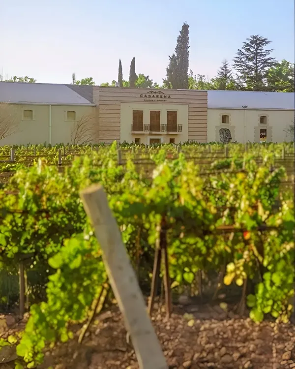 casarena bodegas y vinedos