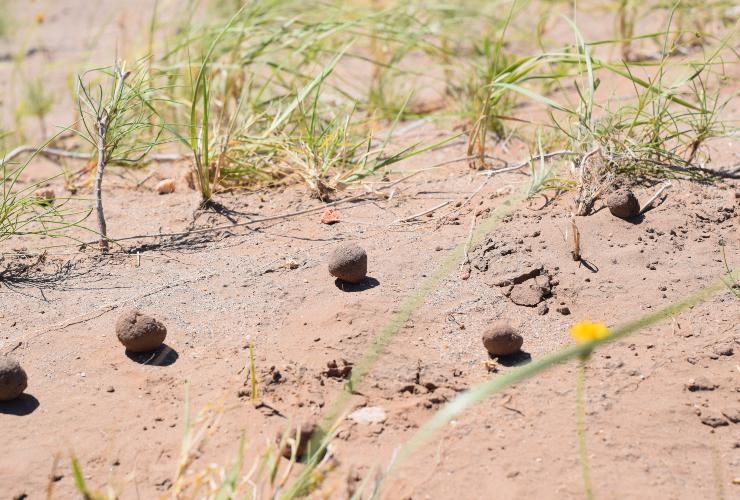 Bombas de Semillas en El Morro (San Luis)