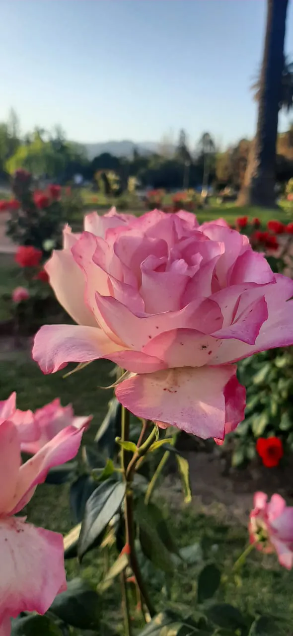 WhatsApp Image 2023-10-27 at 23.36.23