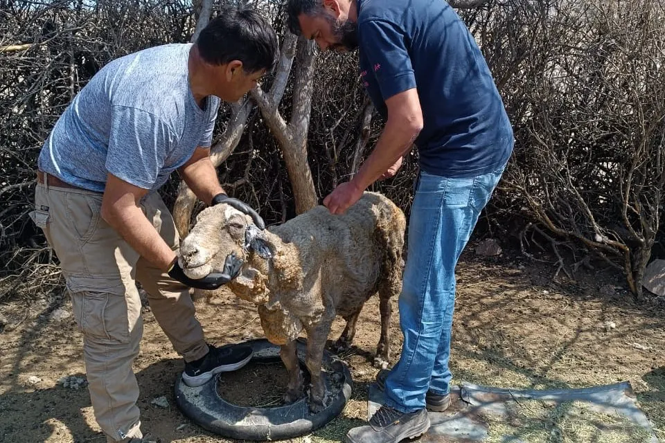animales quemados