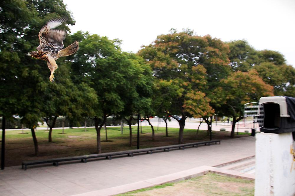 gavilanes liberacion (8)