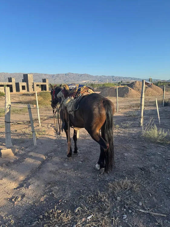 WhatsApp Image 2025-03-02 at 10.39.31