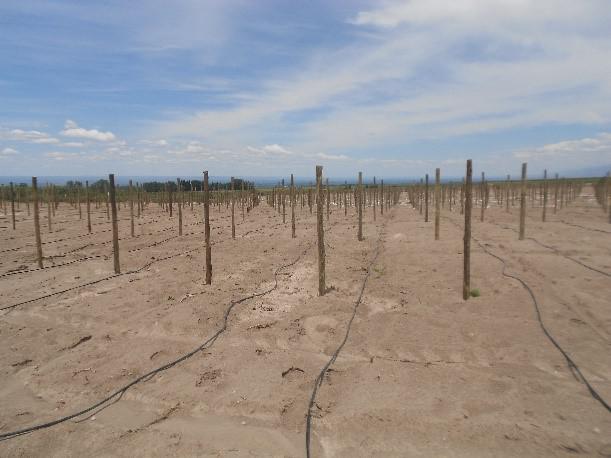 Preparación del terreno