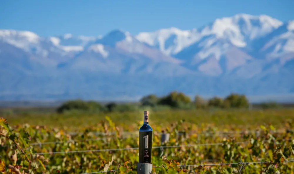 viñedos