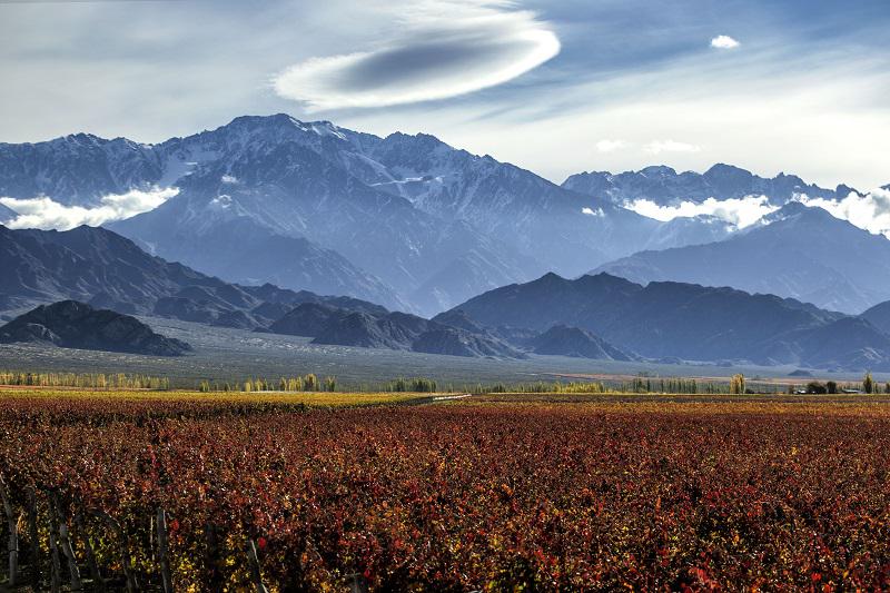 Wines of Argentina