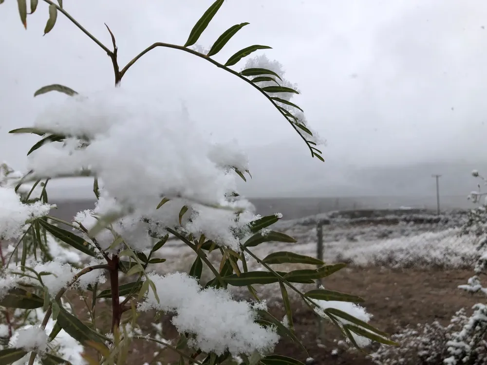 Nieve blanco encalada 01072026