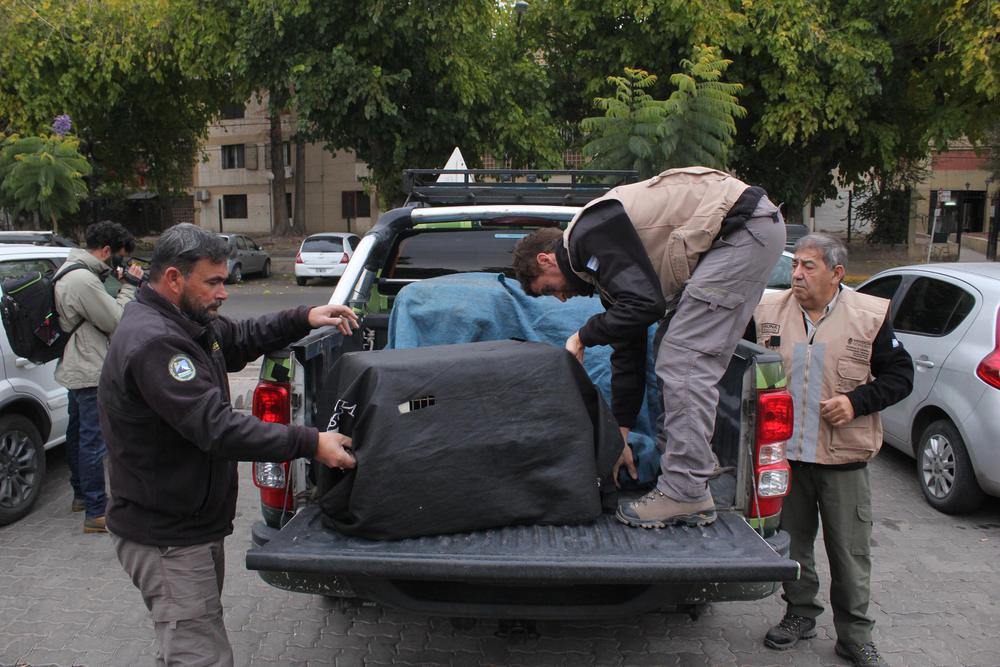 gavilanes liberacion (2)