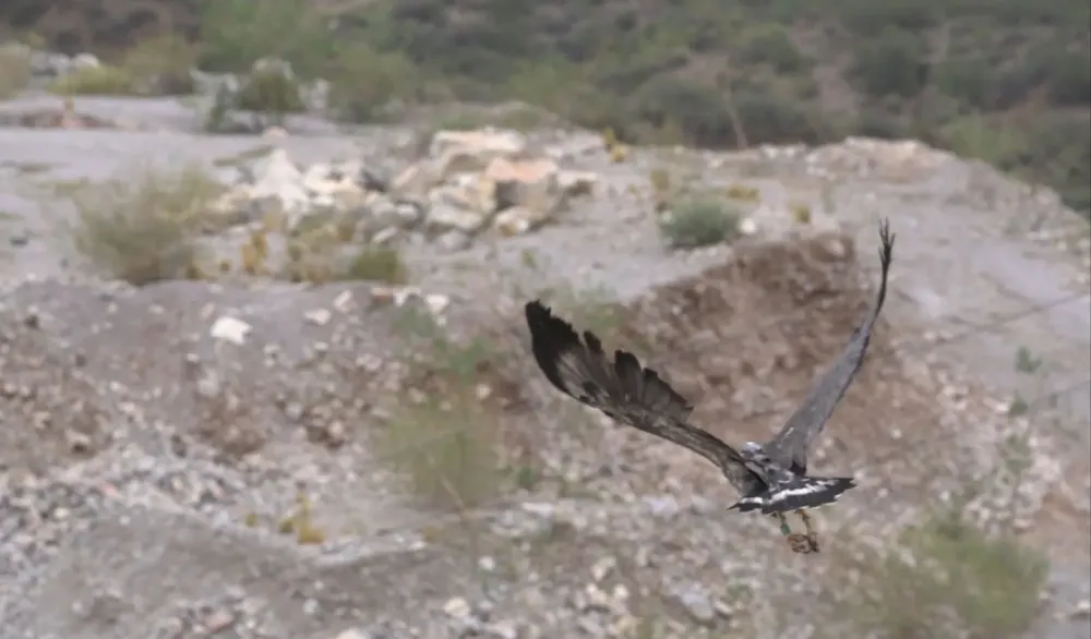 aguila coronada liberada SJ 2025