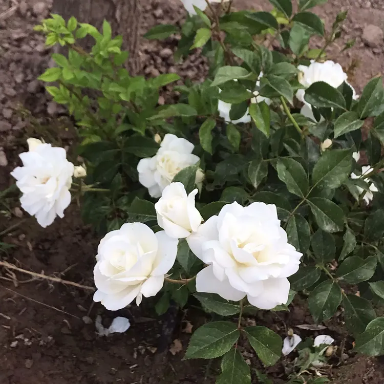 bodega_lamadrid_rosas