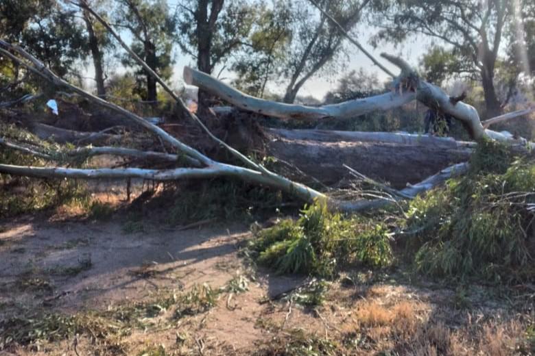 v mercedes carolinos 5