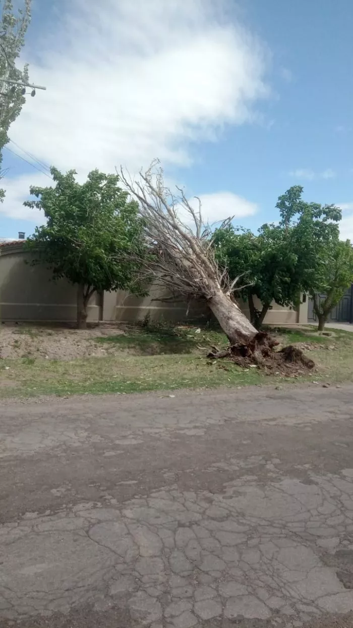 caida de arboles