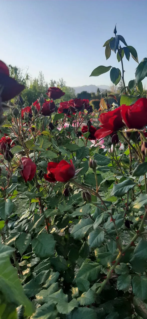 WhatsApp Image 2023-10-27 at 23.36.22 (1)