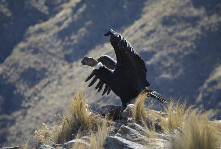 Foto-principal-Liberacion-condor-andino