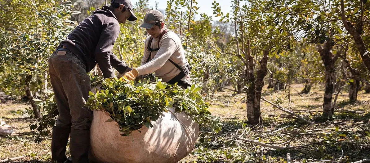 biomas mercado libre 3