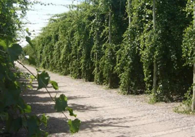 Plantas madre de certificadas
