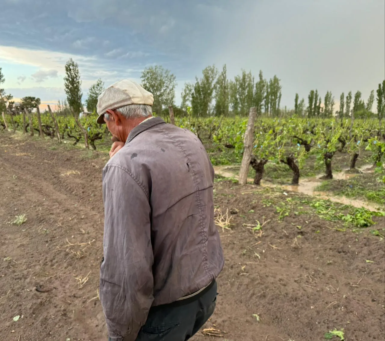 Piedra San Rafael 1112024