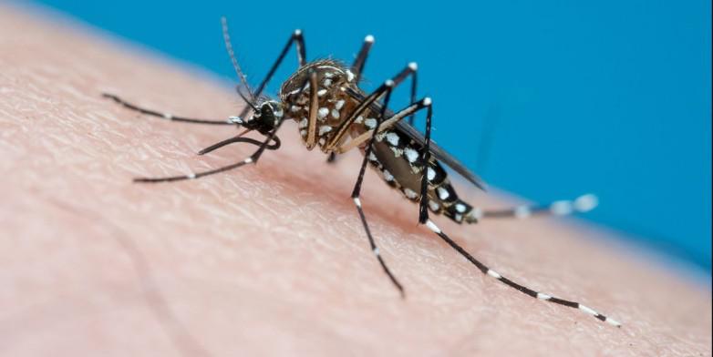 mosquito aedes aegypti