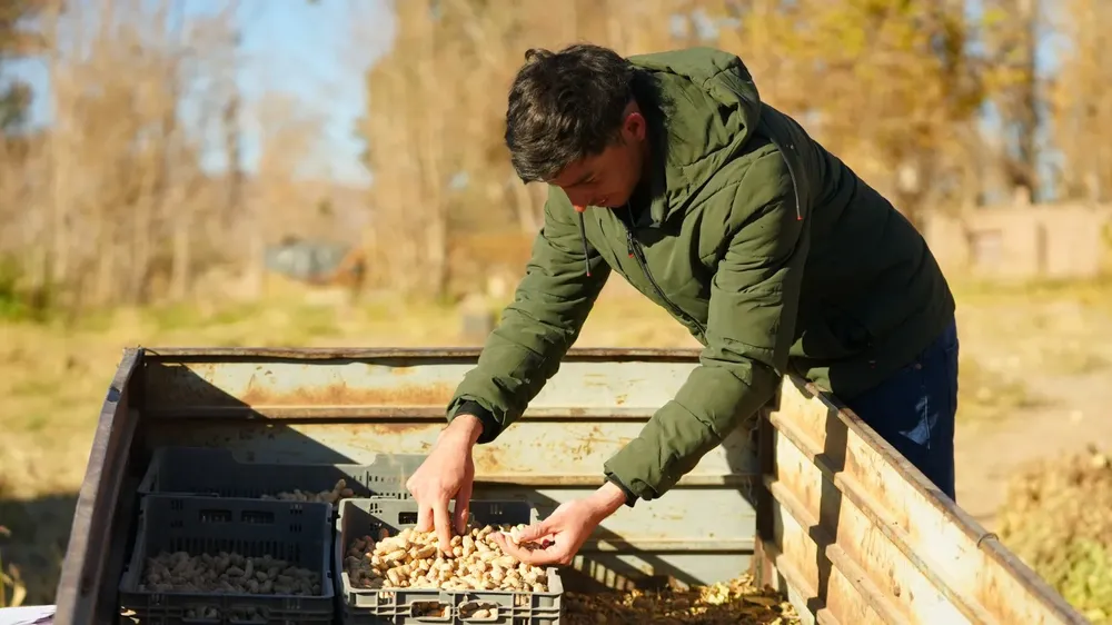 Francisco Castillo maní San Juan