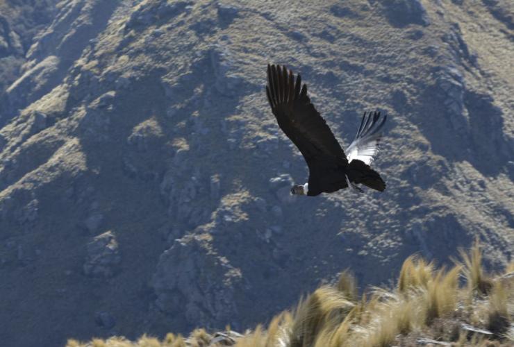 Foto-secundaria-condor-andino