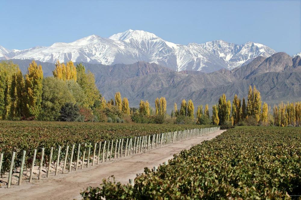 viñedo san juan 2024 malbec