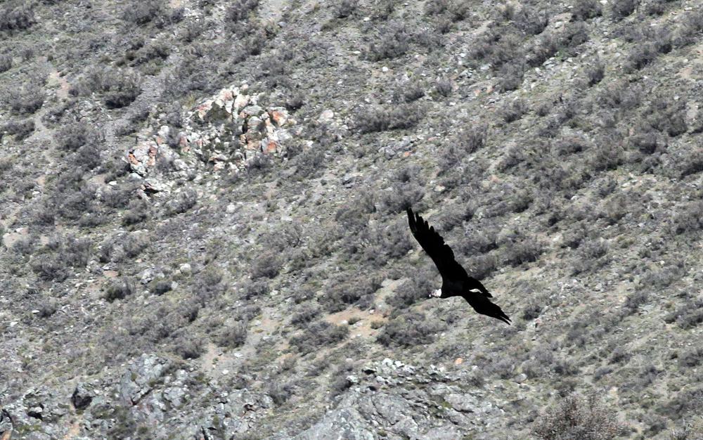 condor Huarpe liberacion