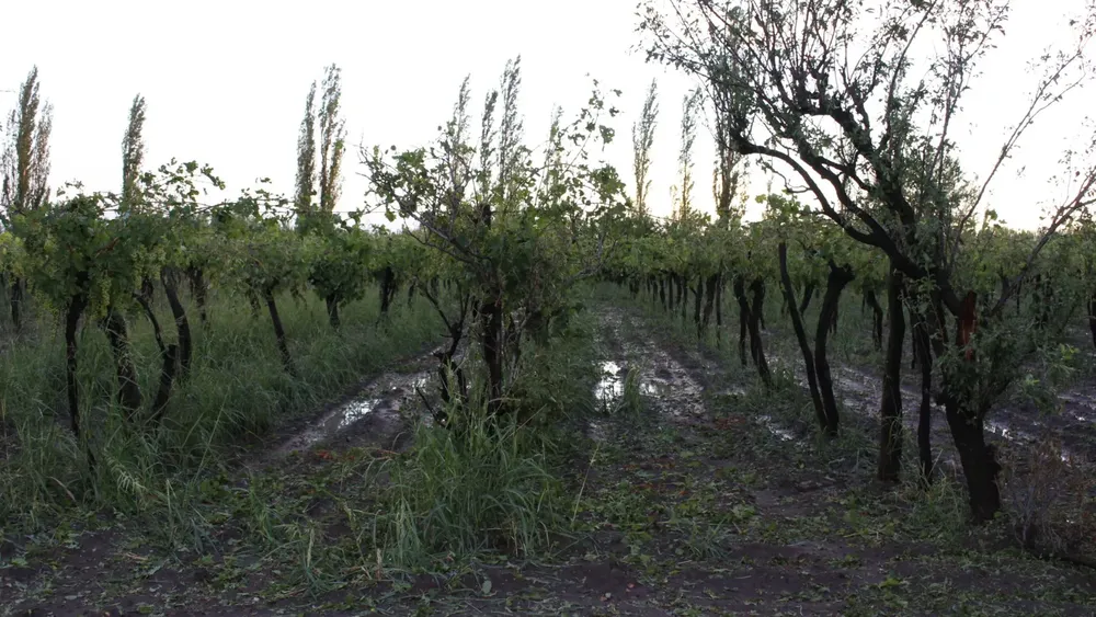 granizo san rafael 2024