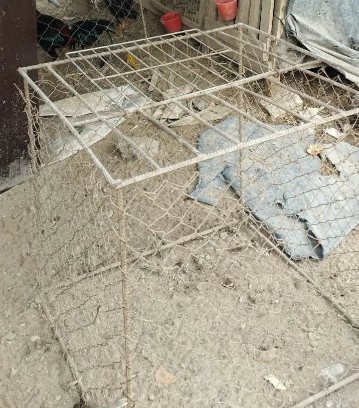 jaula gallos san juan