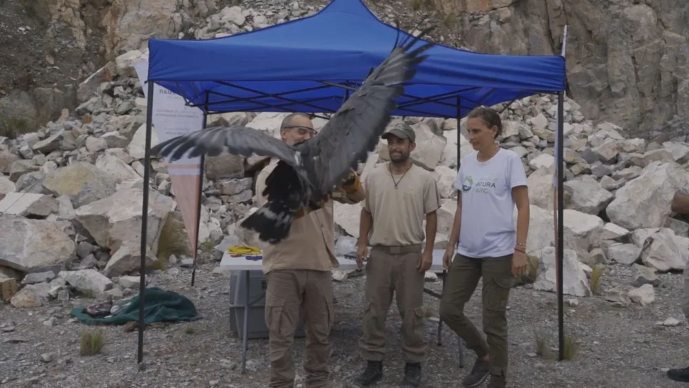 aguila coronada liberada SJ 2025