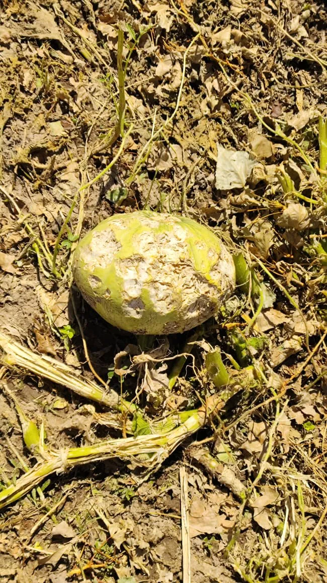 563d3642-b718-4f33-a5ea-2a6472e54a65