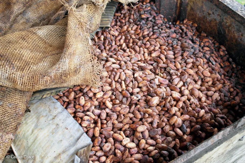 Cacao-Trace fermentation cocoa beans