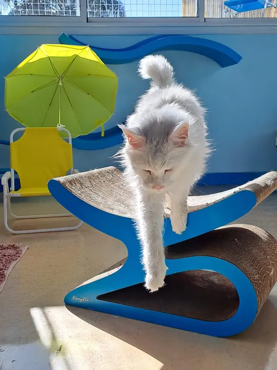 MISHMOSOS - GATO PASEANDO