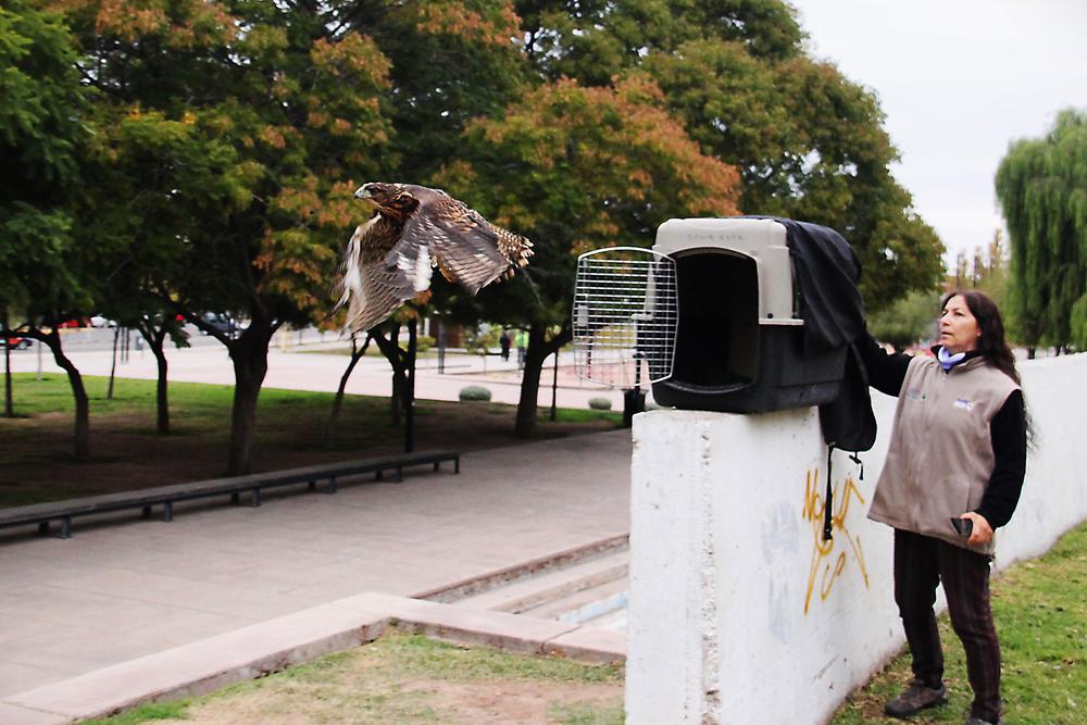 gavilanes liberacion (6)