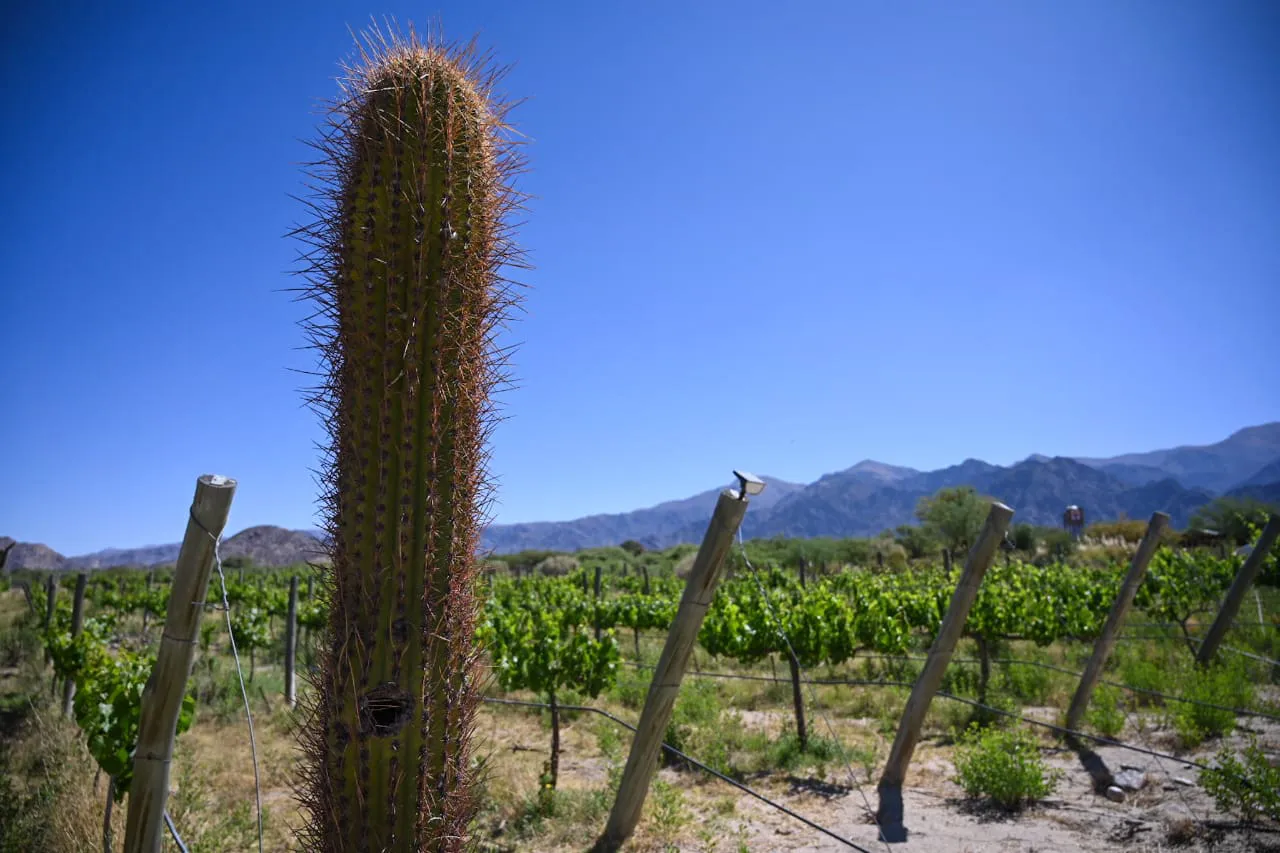albarossa_cactus_viñedo