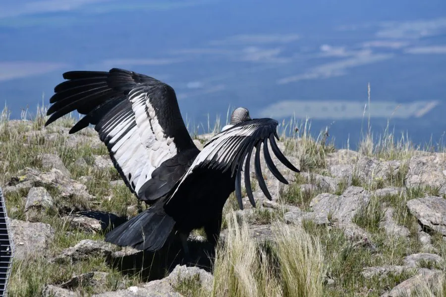 Condor