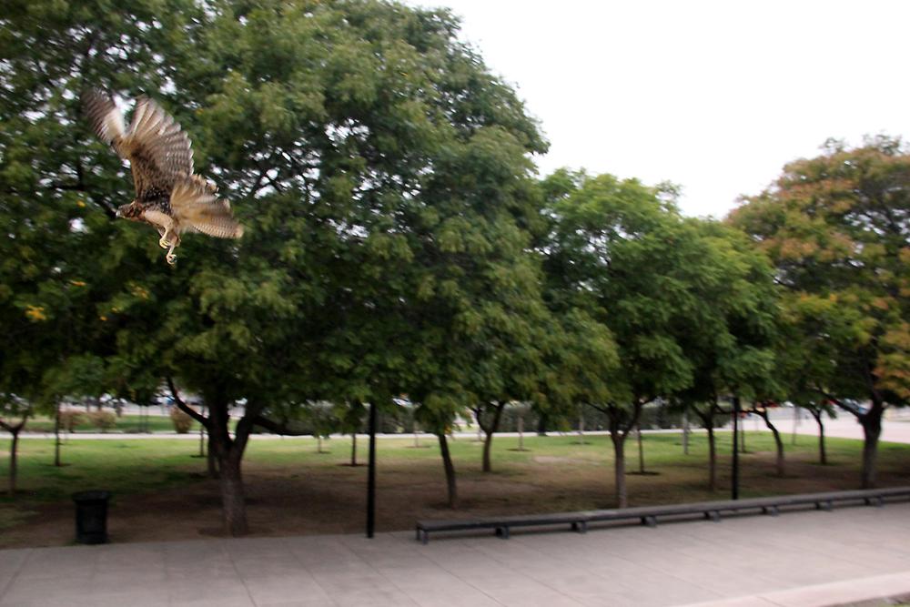 gavilanes liberacion (9)