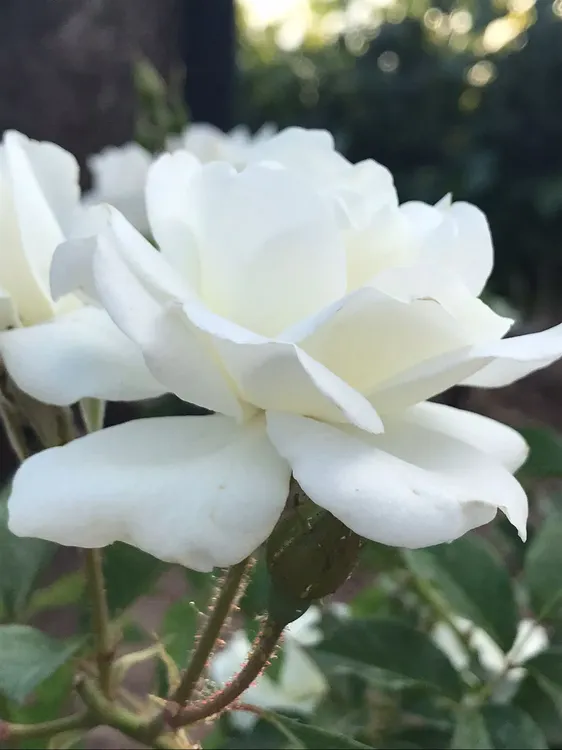 bodega_lamadrid_rosasblancas