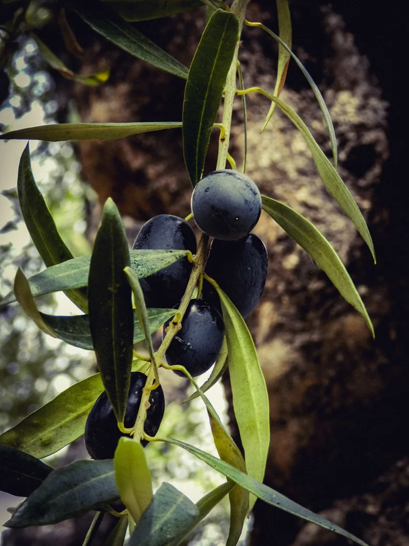 olivos
