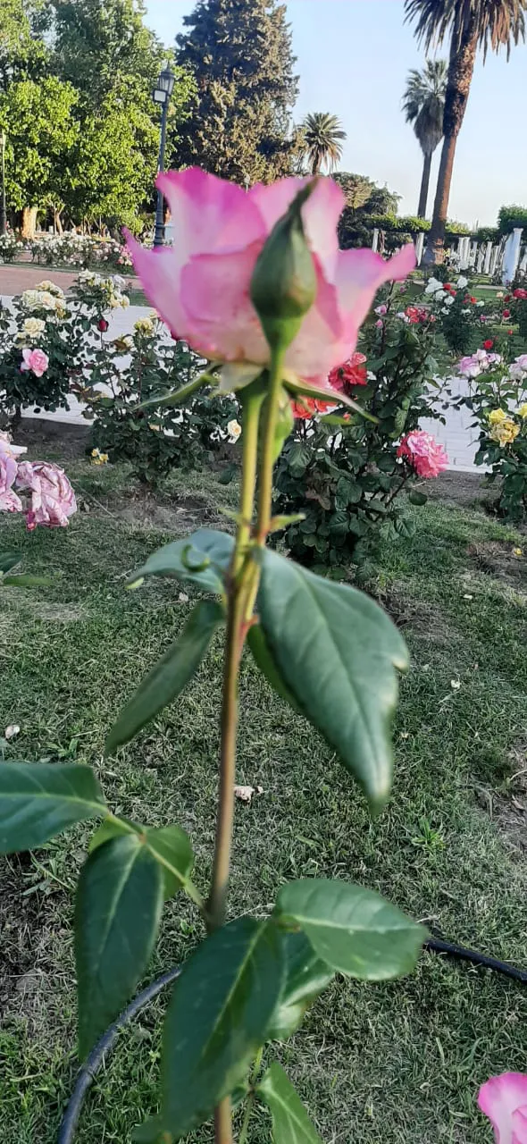 WhatsApp Image 2023-10-27 at 23.36.25 (1)