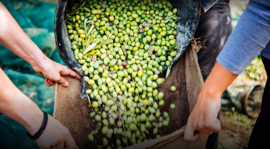 producción olivícola