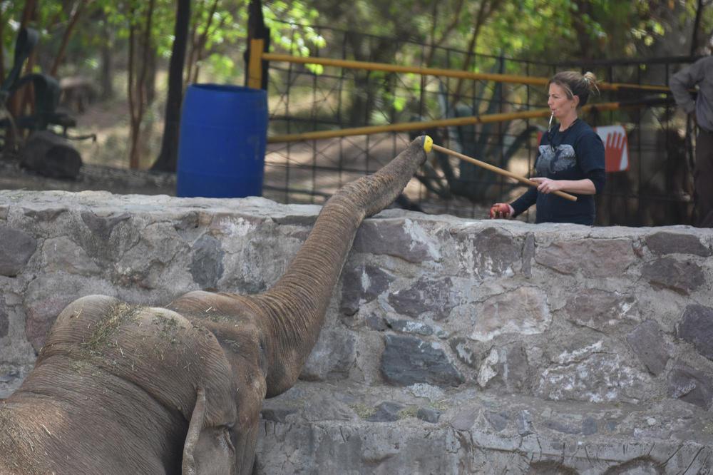 elefantes contenedores  3