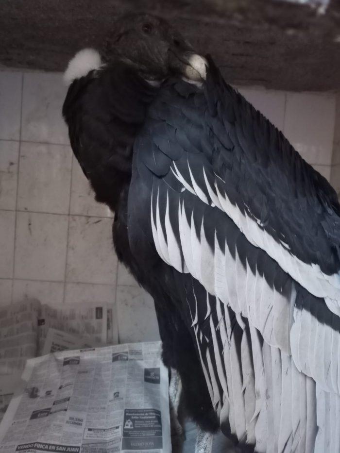 condor hembra intoxicada sr
