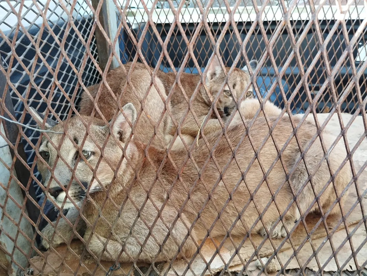 WhatsApp-Image-2024-01-25-at-10.18.13-1