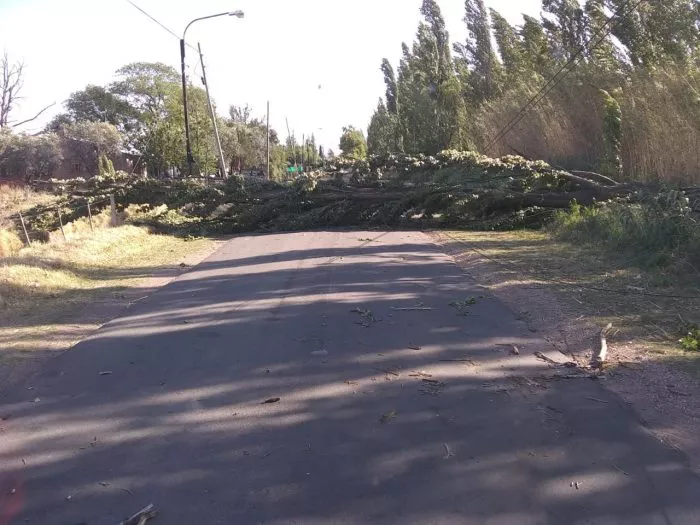 caida de arboles 4